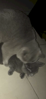 Deckkater 